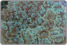 Green Grape Coral